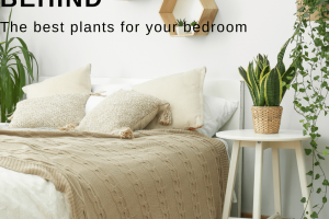 How Plants Can Enhance Your Sleep