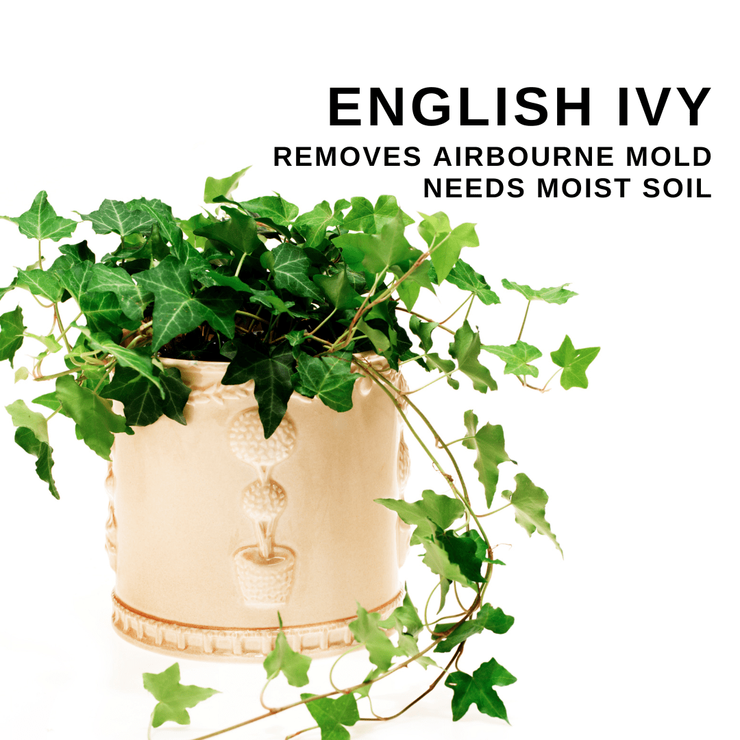 english-ivy-bedroom-plant